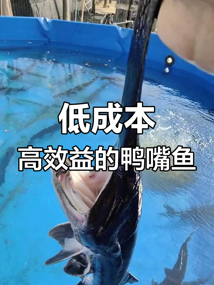 鸭嘴鱼养殖优势:低成本、高回报,适合水库湖泊套养