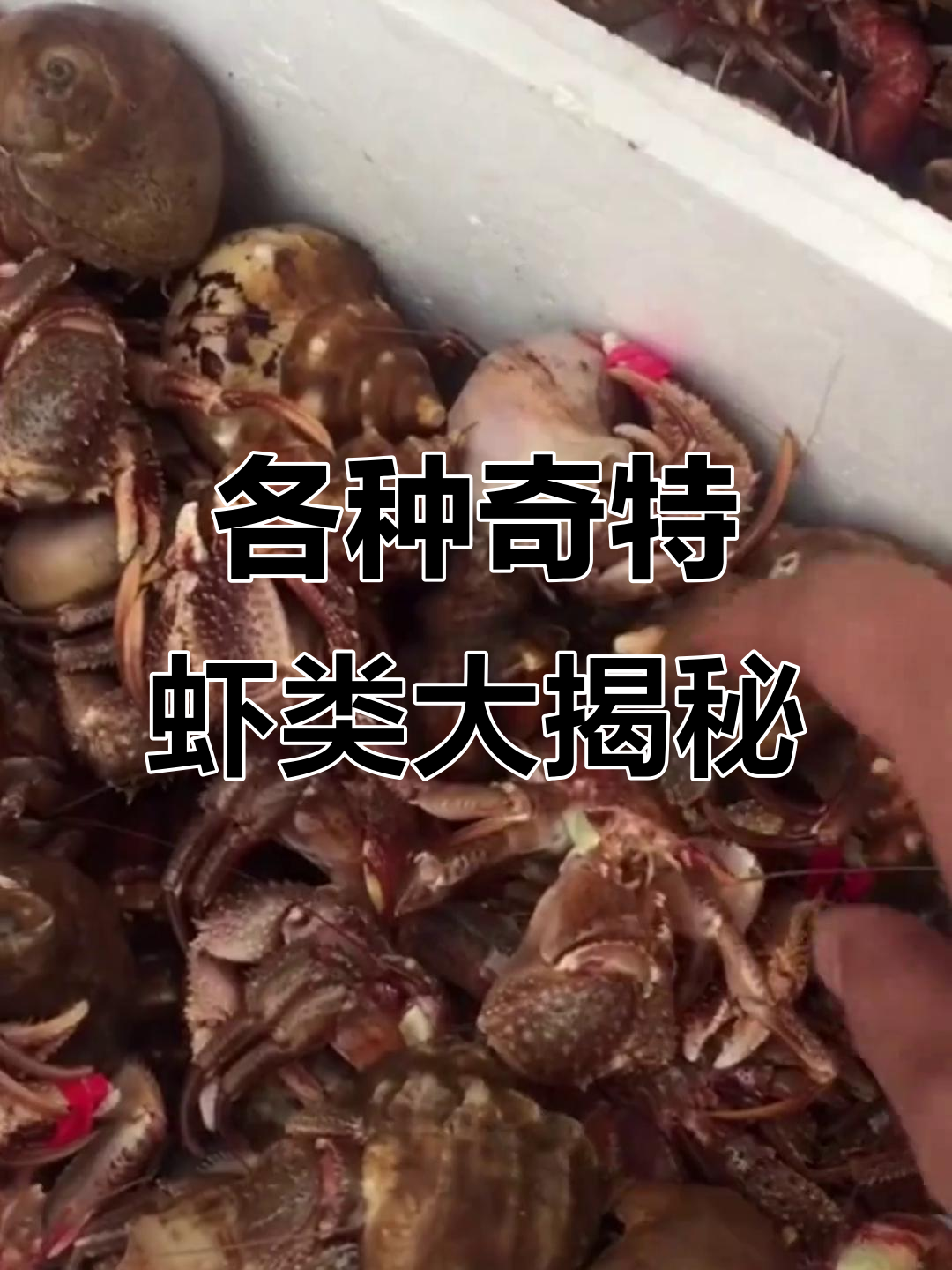 这些虾你见过吗?澳洲龙虾到南极深海鳌虾全解析