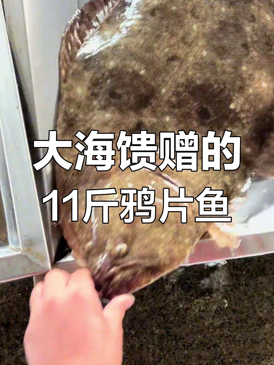 11斤野生鸦片鱼,嘴长左边就是它!