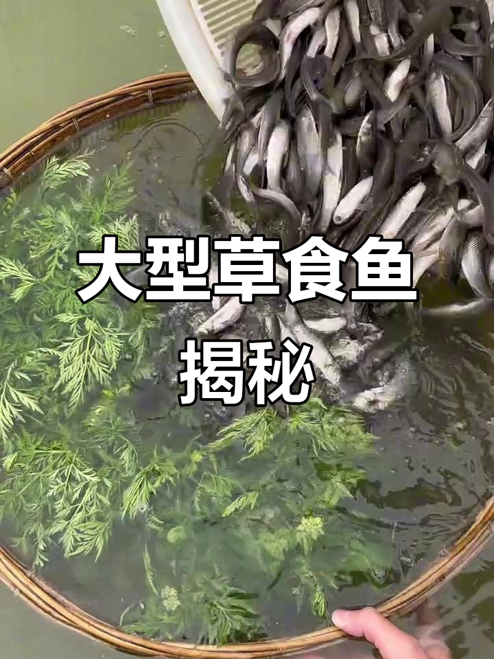 大型草食鱼,一年能长三斤!银鳕鱼的成长秘诀