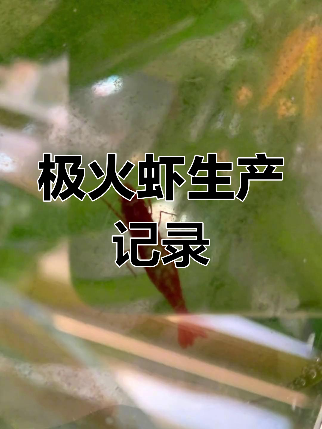 极火虾抱卵了,开始照顾月子