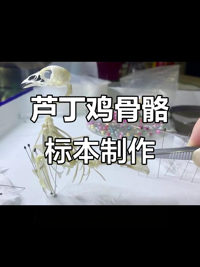 芦丁鸡骨骼标本制作全流程揭秘