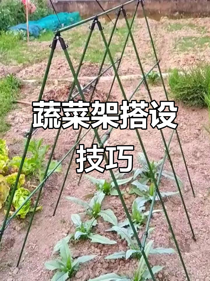 搭建蔬菜架子,让瓜果攀爬生长,阳台种菜更省空间!
