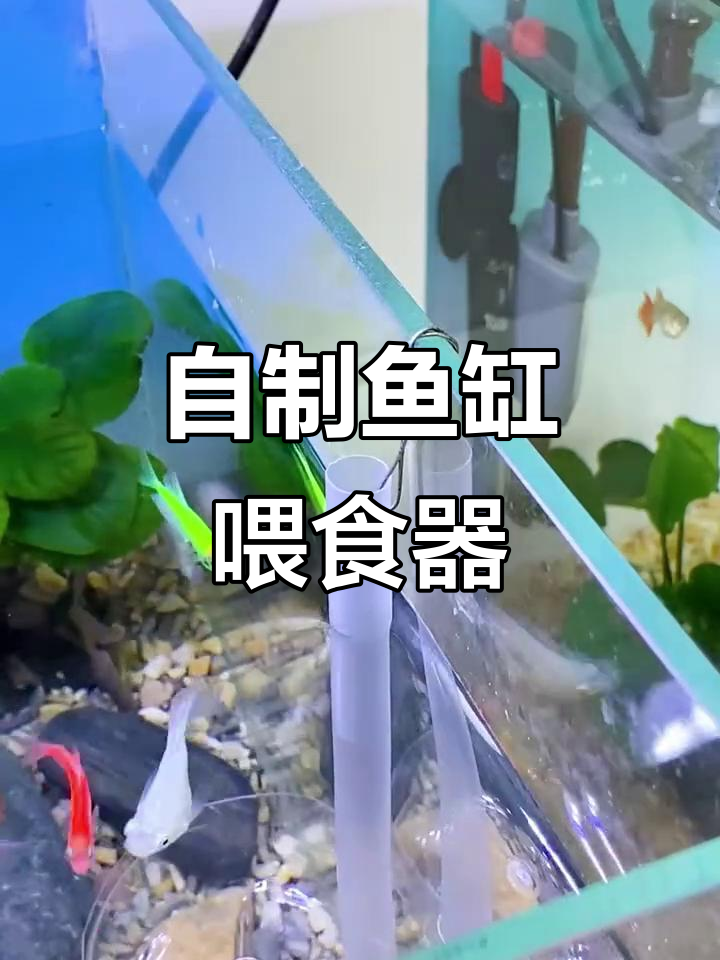 废旧瓶子变喂食器,简单又实用
