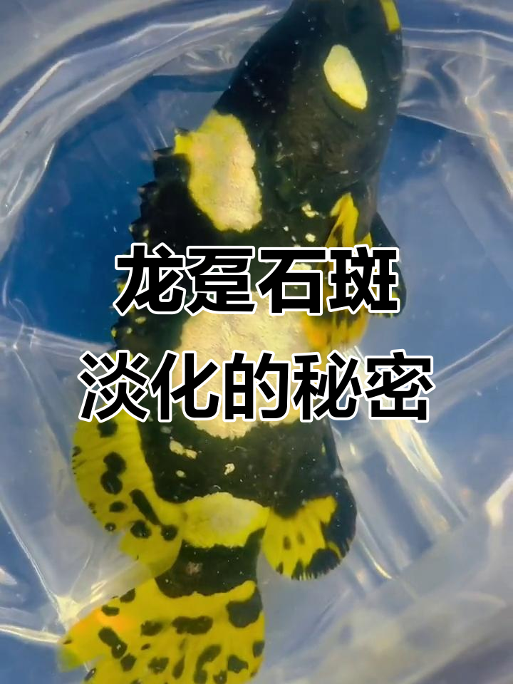 海水鱼淡化成功,龙趸石斑变千元美味!