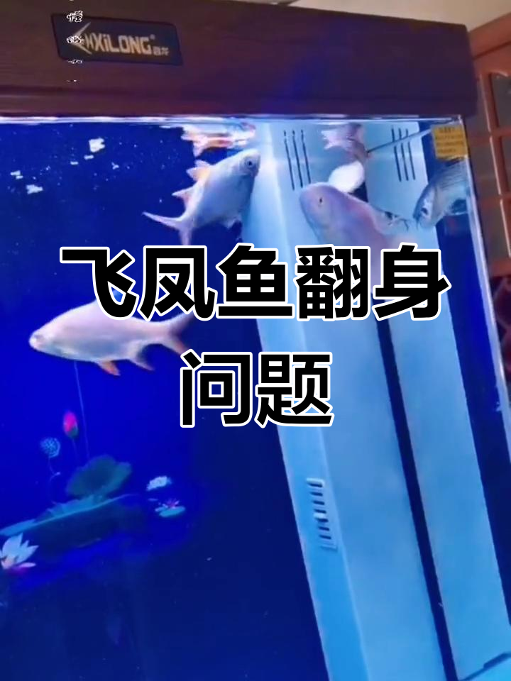 飞凤鱼和银凤鱼的异常行为,一周未改善