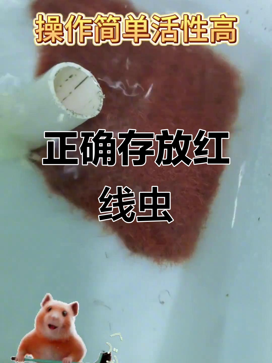 红线虫保存技巧,滴水有氧存放更活跃