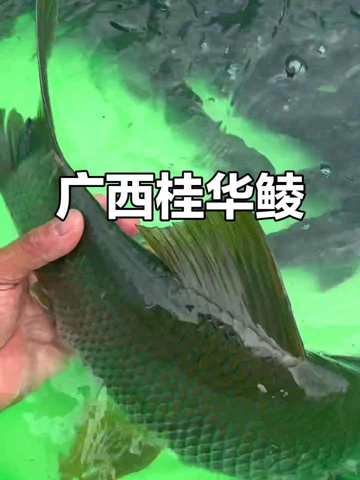 广西桂华鲮鱼:珍稀淡水美味,三百元一斤的宝藏
