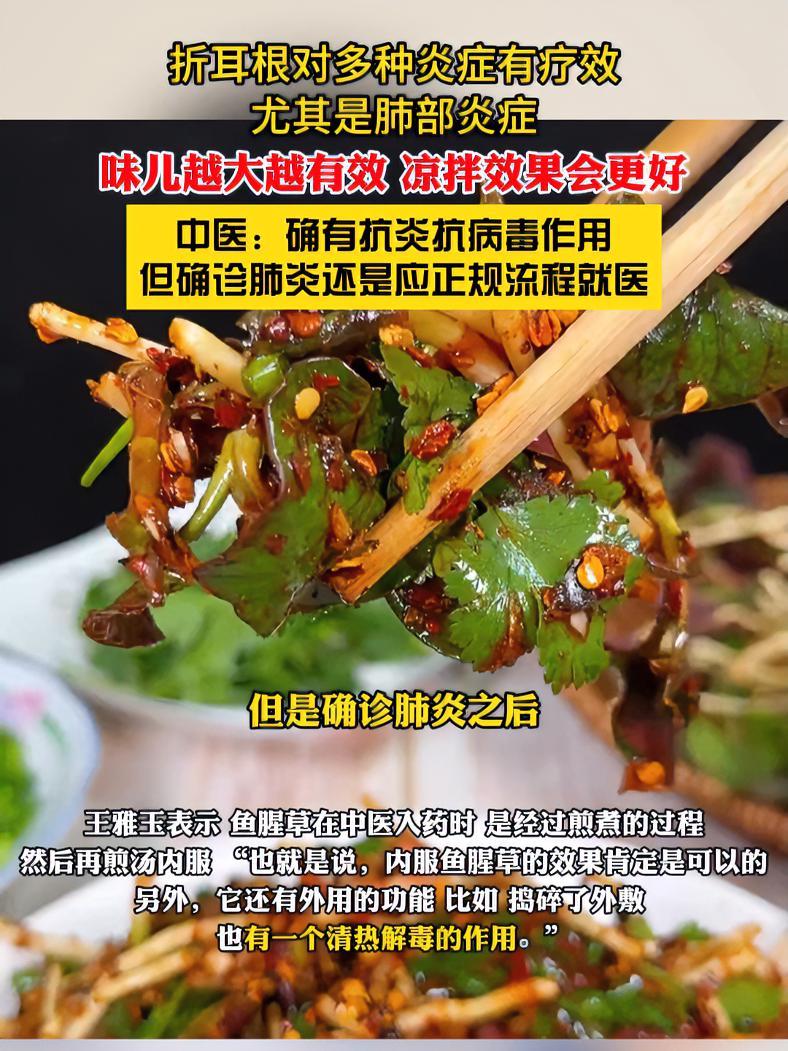 折耳根是天然抗生素 专治“肺部炎症”?中医专家给出答案 折耳根 热点追踪 肺炎 消炎 中医