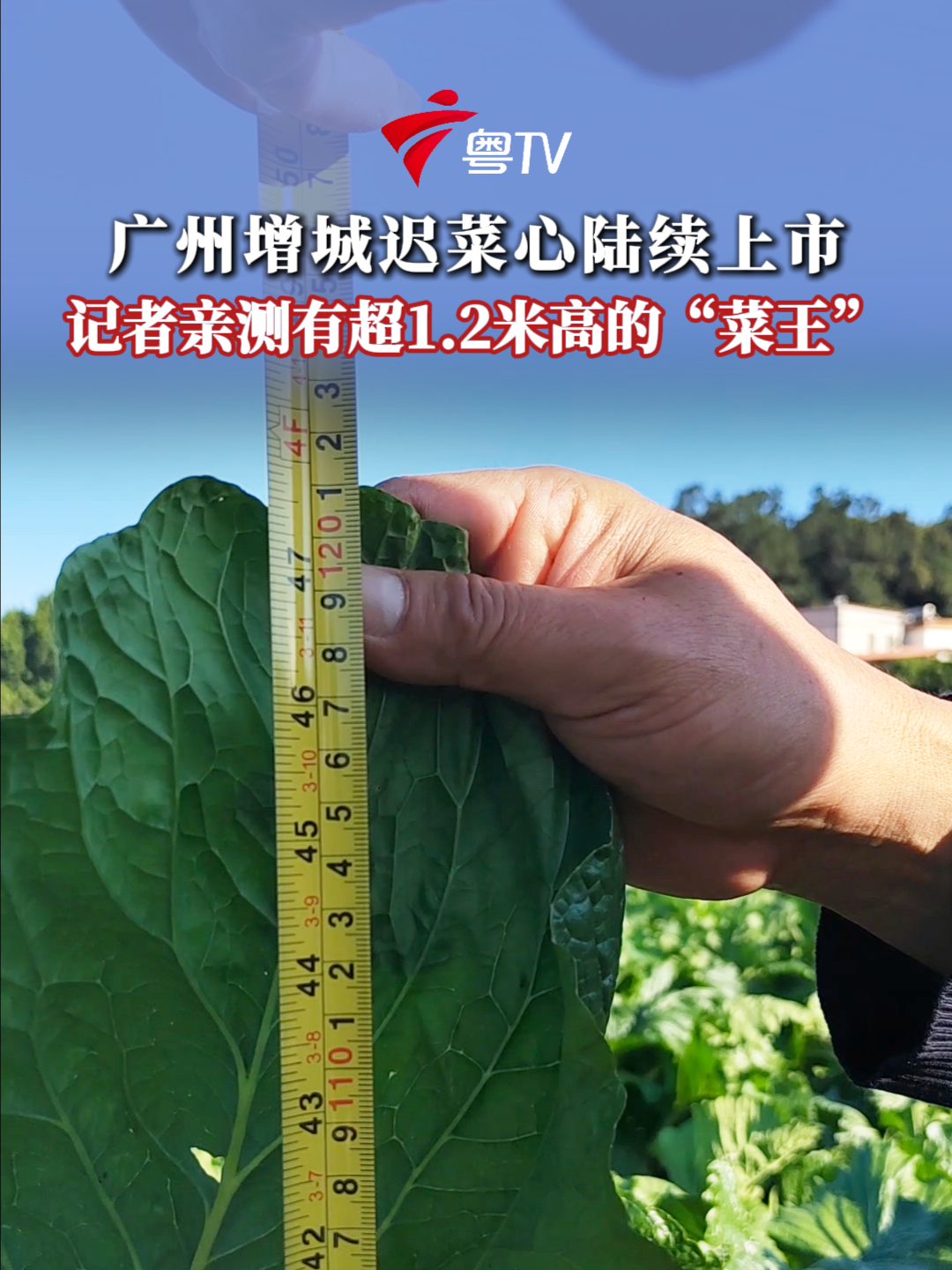 广州增城迟菜心陆续上市 记者亲测有超1.2米高的“菜王”