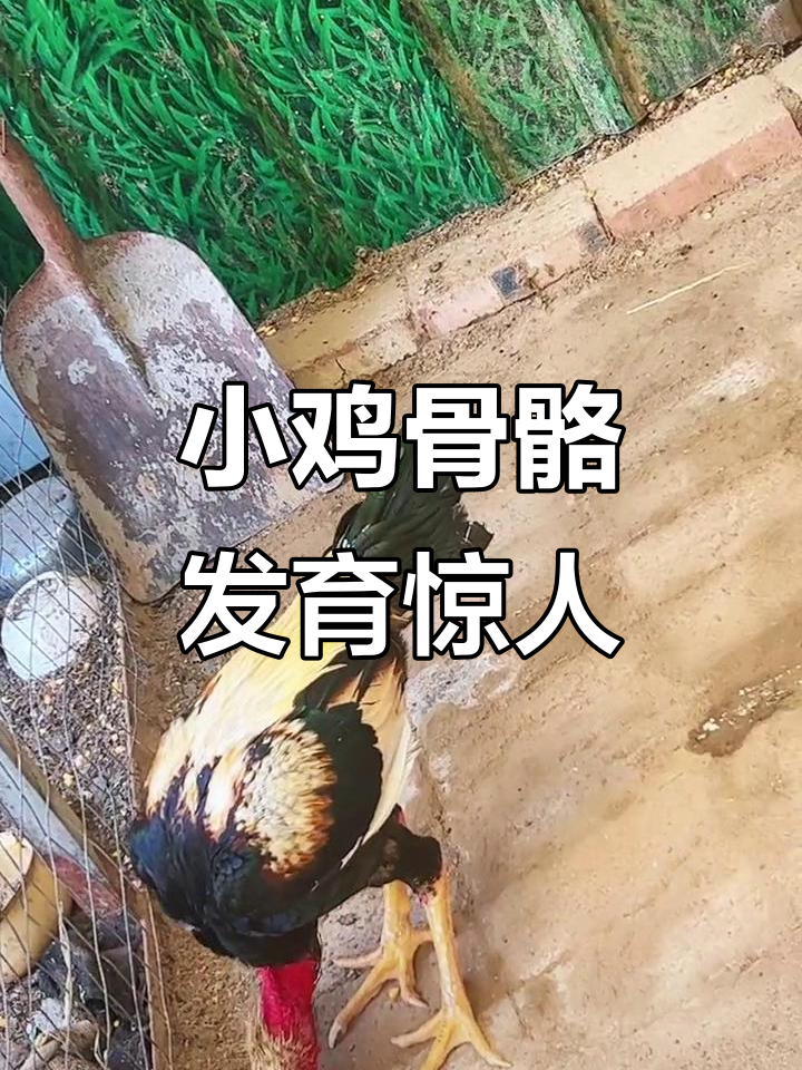 七个月小鸡骨架已达七斤半,成长迅速!