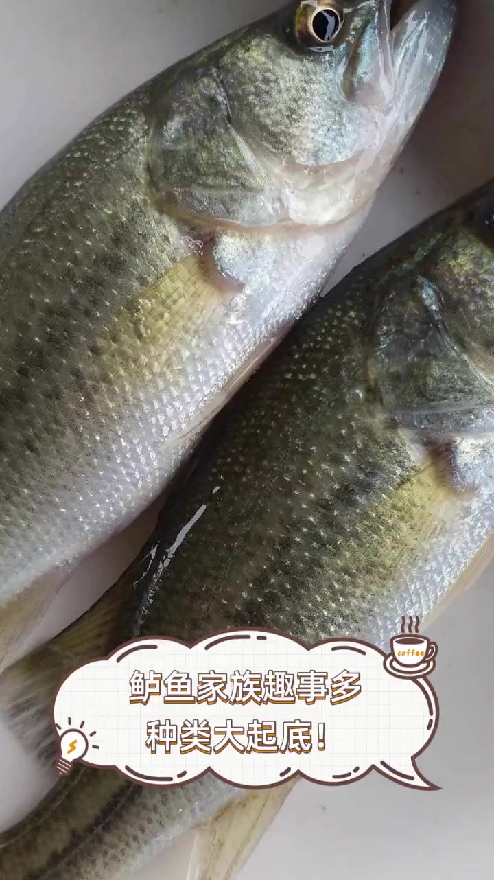 鲈鱼家族趣事多,种类大起底!