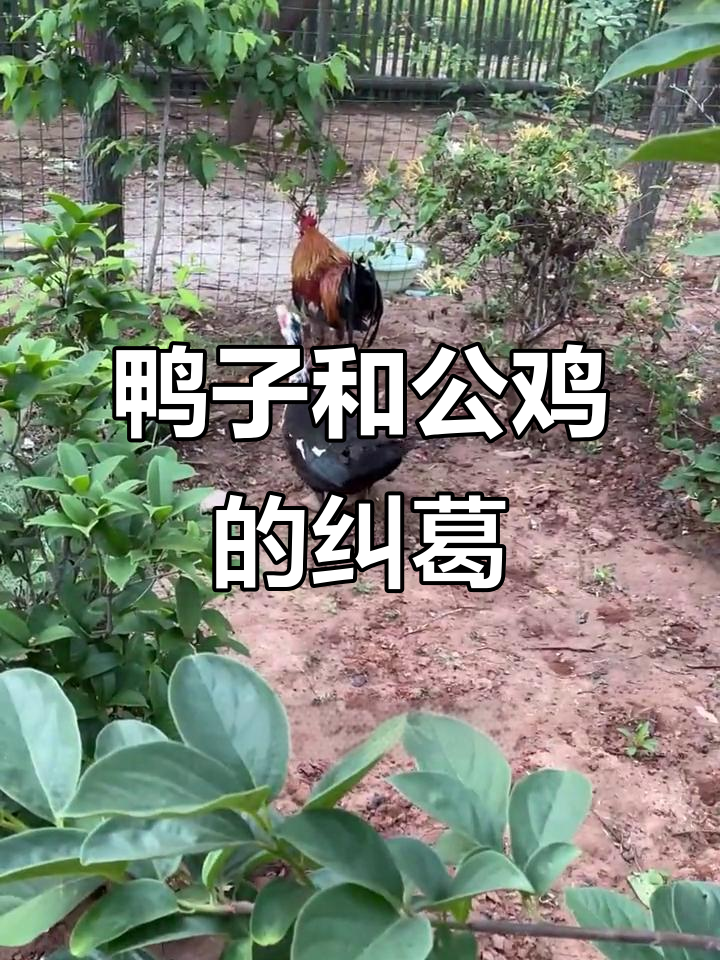 鸭子与公鸡的“恩怨”故事:为何它只追骂一只?