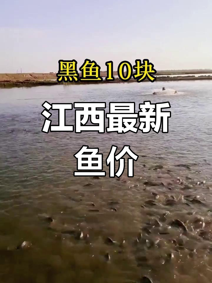 江西鱼价大揭秘:鲑鱼、草鱼等价格一览