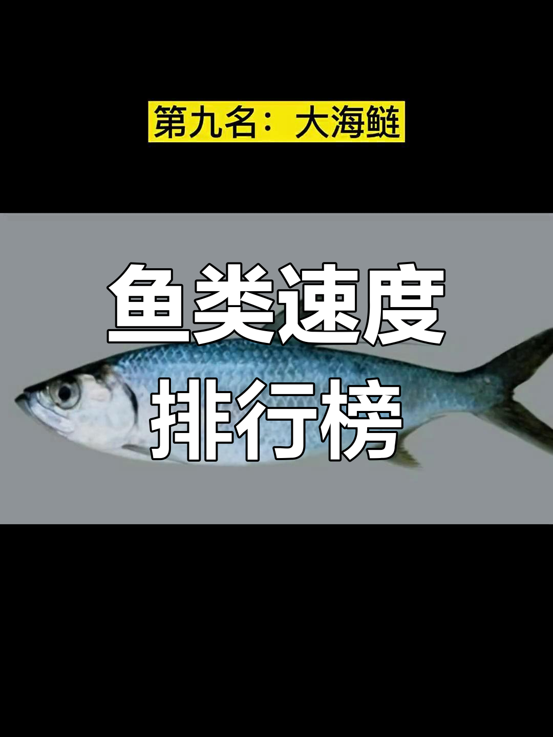 鱼类速度大比拼:从剑鱼到蓝鳍金枪鱼的排名