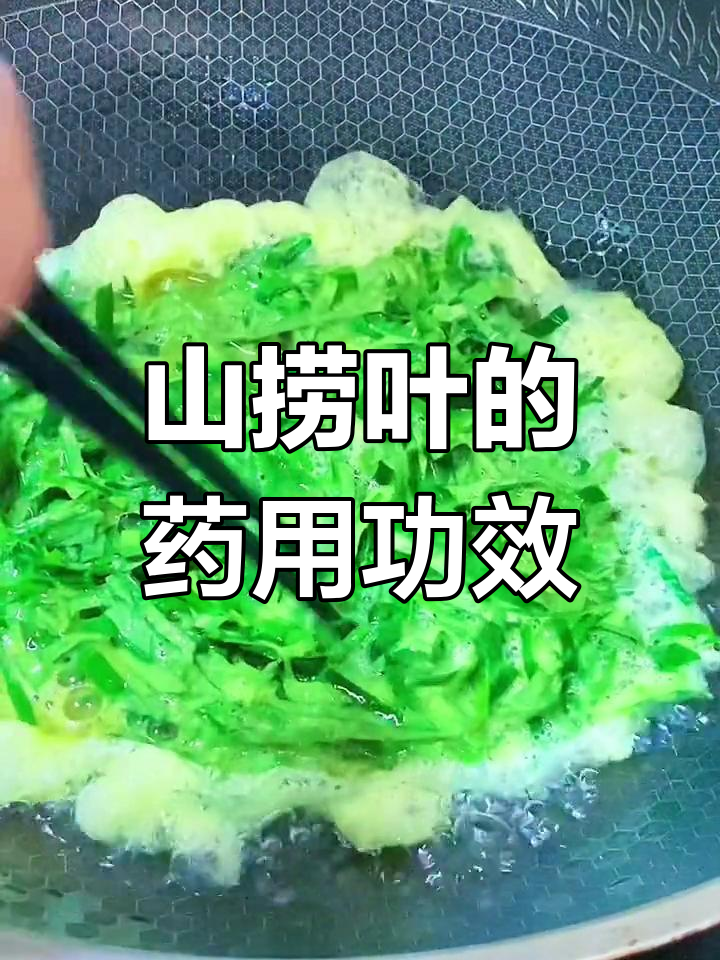 海南原始森林中的山捞叶,药用价值高