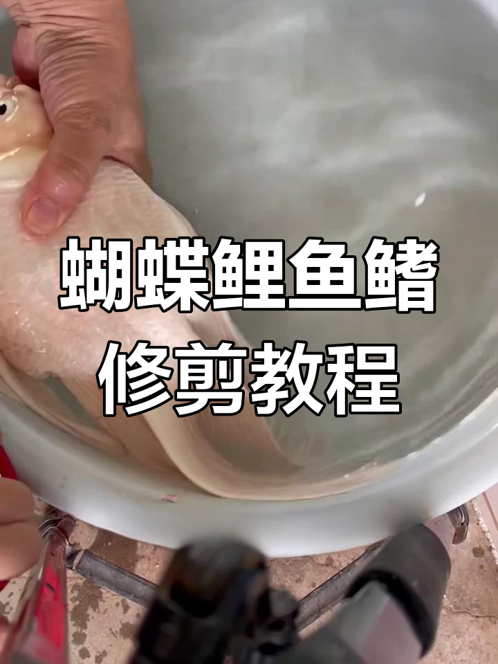 蝴蝶鲤鱼鳍开叉修复技巧,简单步骤教你如何处理