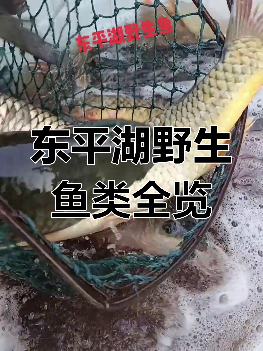 东平湖野生鱼大揭秘:鲤鱼、白鲢、泥巴猴一网打尽