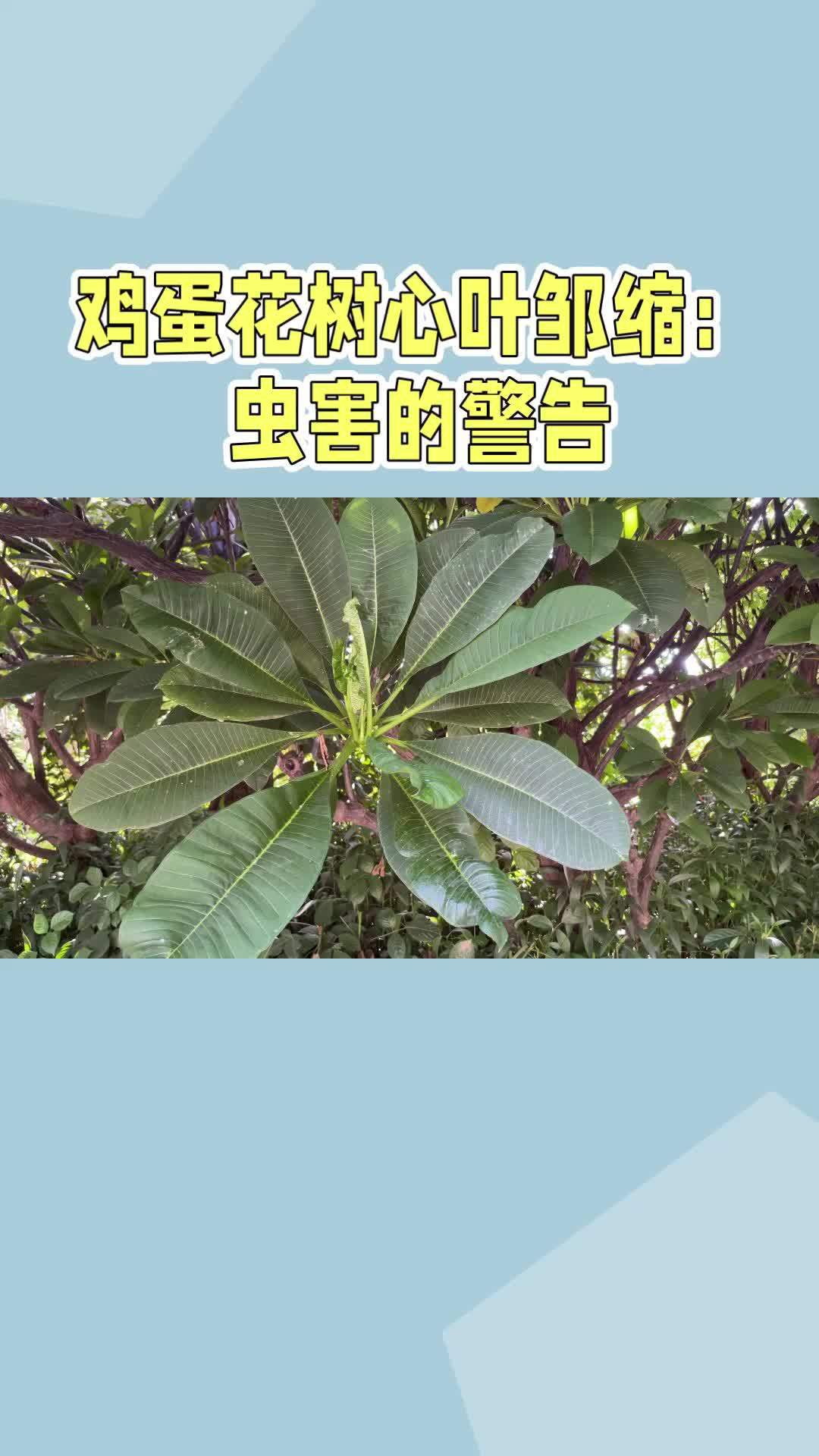 园林绿化 鸡蛋花树心叶邹缩:虫害的警告 病虫害防治 园林绿化工程 绿化苗木 技术分享