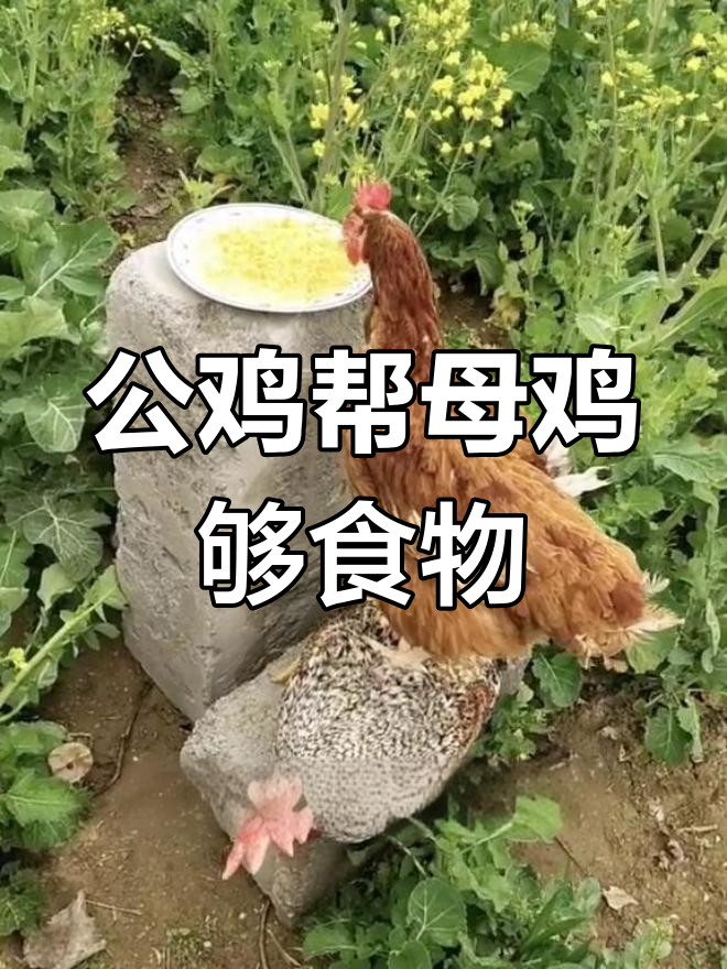 公鸡看到母鸡吃不到食,竟然这样帮忙!感动全场