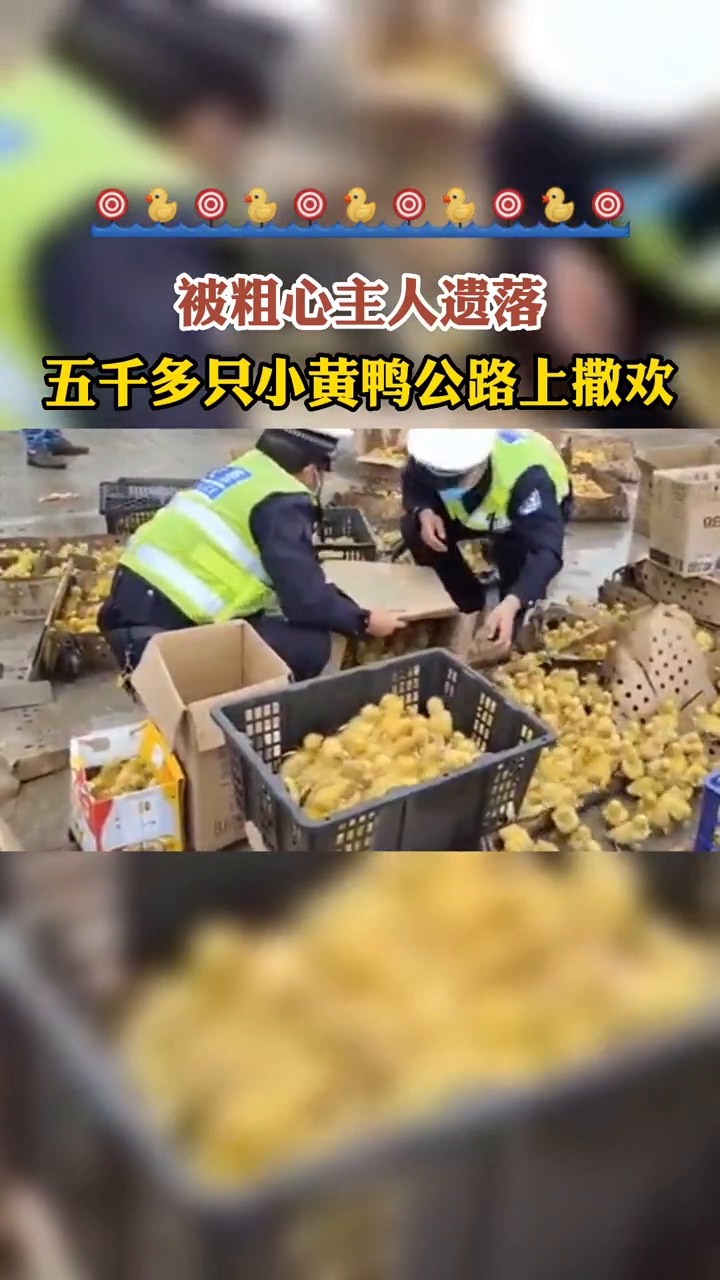 粗心的货车将二十多箱鸭苗遗落在石林县G324国道西石公路附近