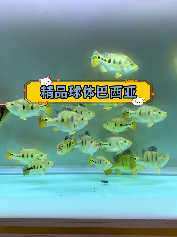 短身球体巴西亚鱼,适合与龙虎魟混养