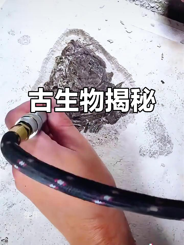 双叉苗家鱼,独特化石揭示古老无颌鱼类特征