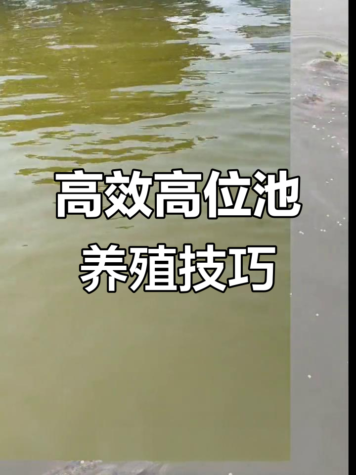 高位池养殖全流程揭秘:从选址到投苗,轻松搞定!