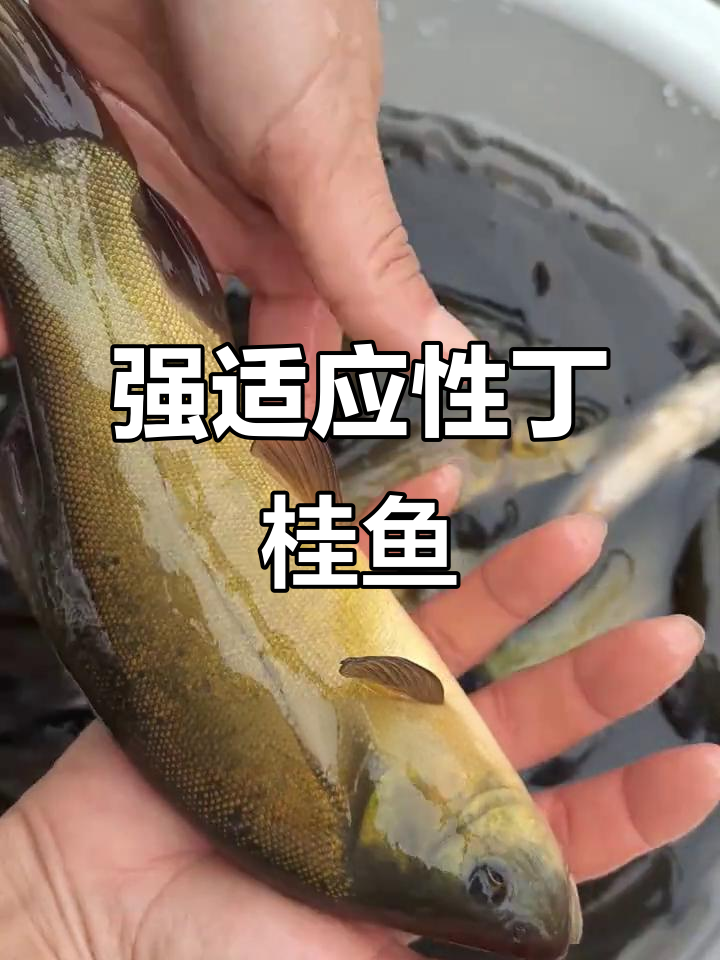 丁桂鱼适应力强,水质食物皆不挑,各地都能轻松养殖