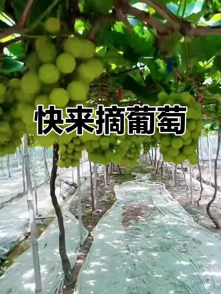 阳光玫瑰葡萄大丰收,田园生活乐趣多