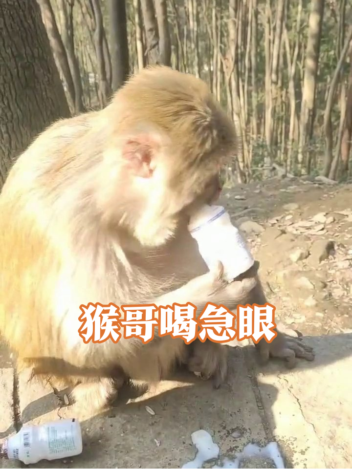 猴界干饭王上线!牛奶洒了也不慌,换瓶继续吨吨吨