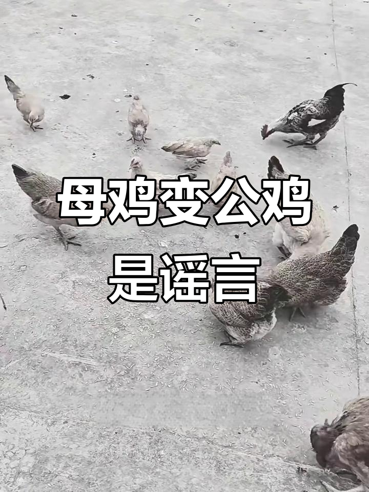 母鸡能变成公鸡?揭秘家禽性别真相