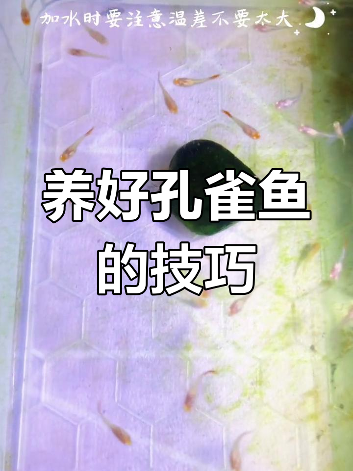 孔雀鱼苗的成长秘诀,轻松养大