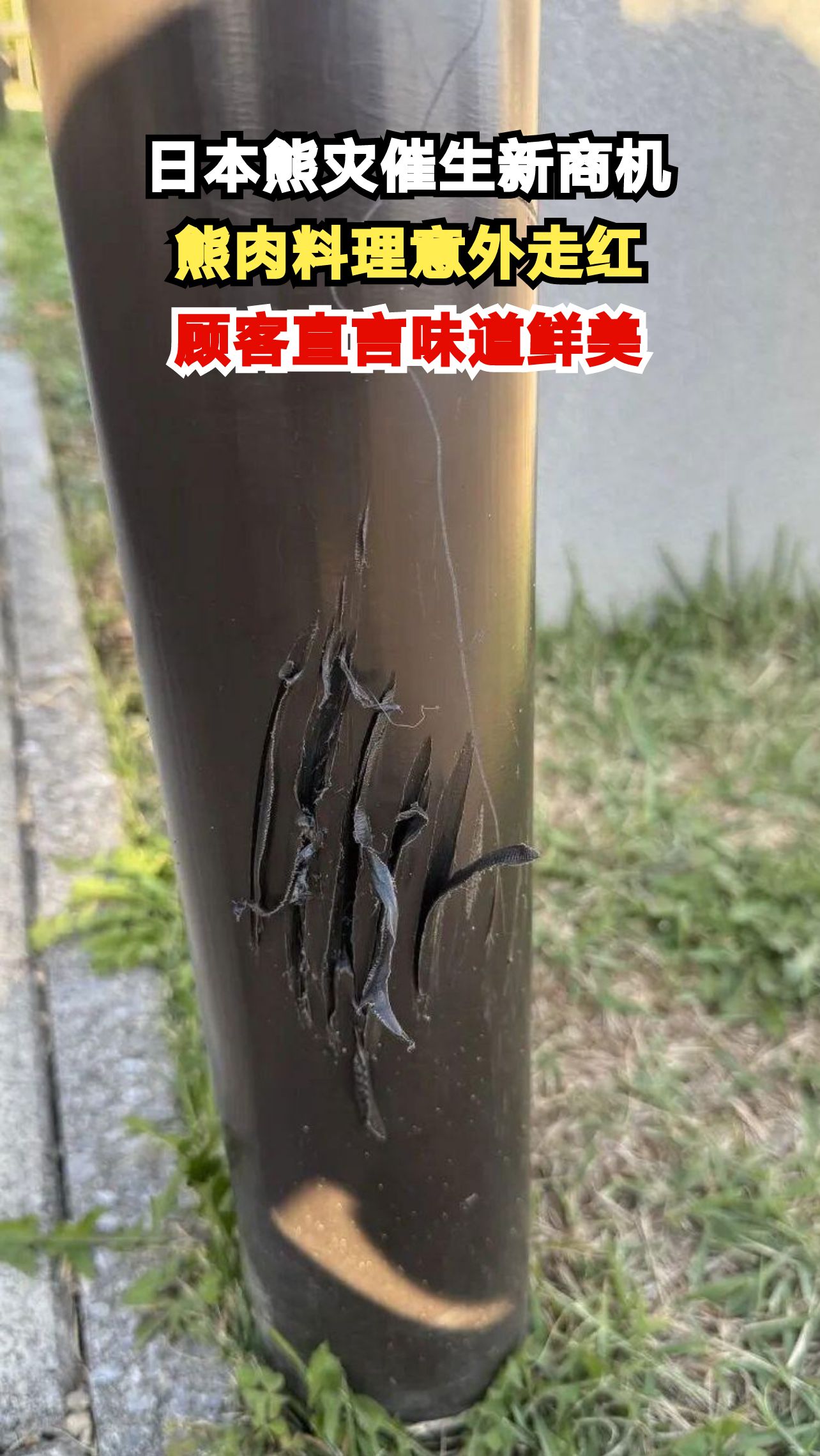 日本熊灾频发催生熊肉料理 食客品尝后直呼太香了