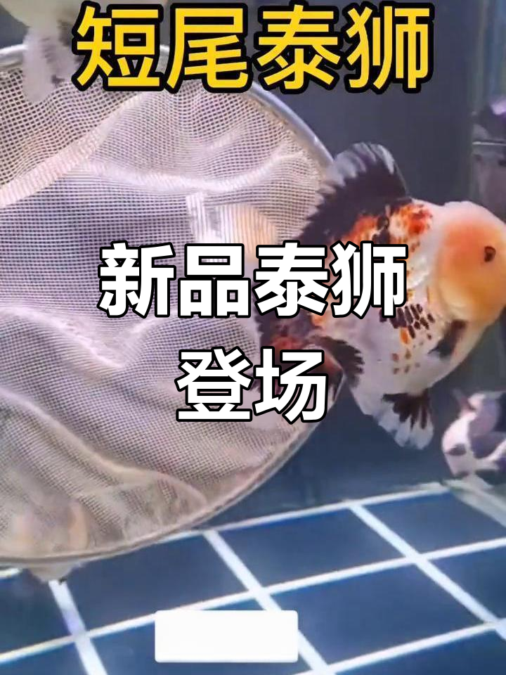 泰国鱼厂新品种,短尾泰狮惊艳亮相!