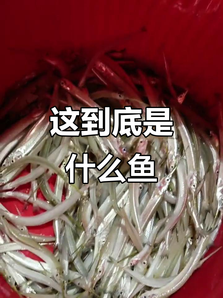 这是什么鱼?金枪鱼还是小银鱼,炒汤都行!