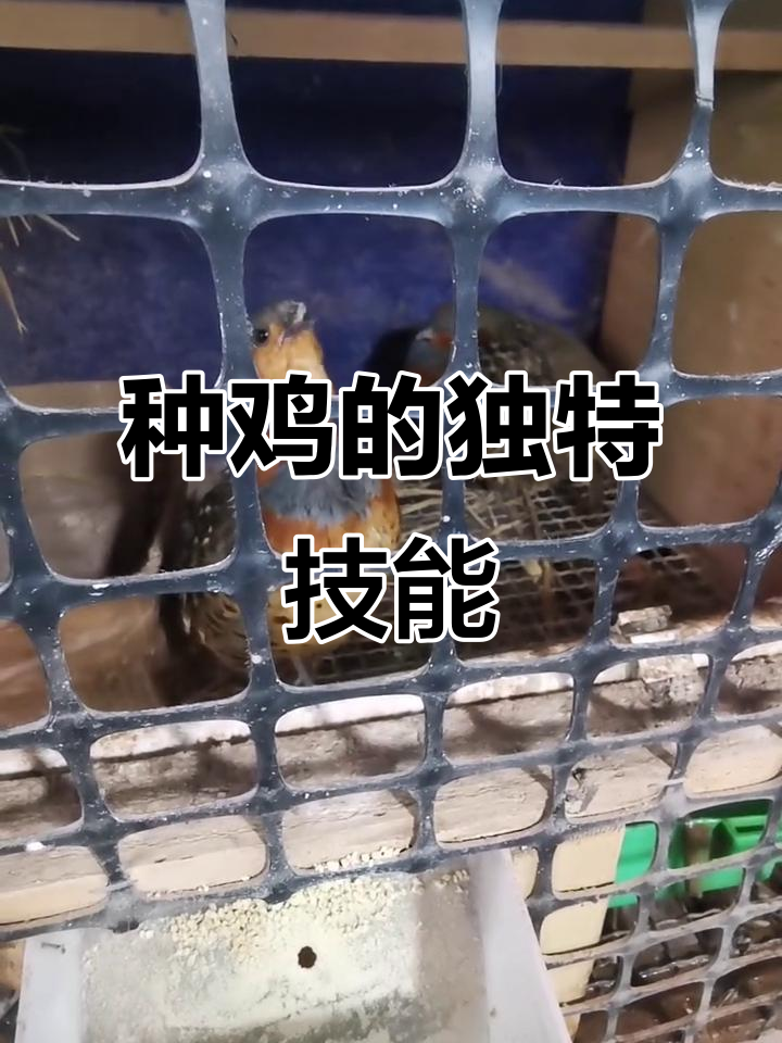 竹鸡养殖小知识:种鸡也能吹口哨,真是太有趣了!