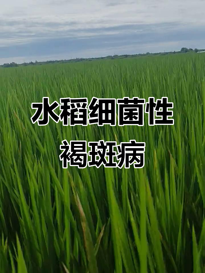 细菌性褐斑病来袭,水稻受损严重!
