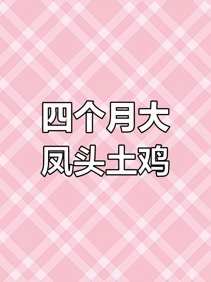 贵州老红土鸡,四个月大凤头即将开产,丝滑毛色让人惊艳