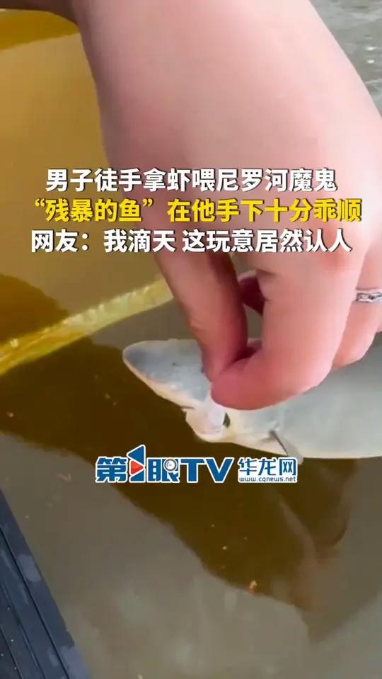 7月8日（报道时间），黑龙江。男子徒手拿虾喂尼罗河魔鬼，“残暴的鱼”在他手下十分乖顺。网友
