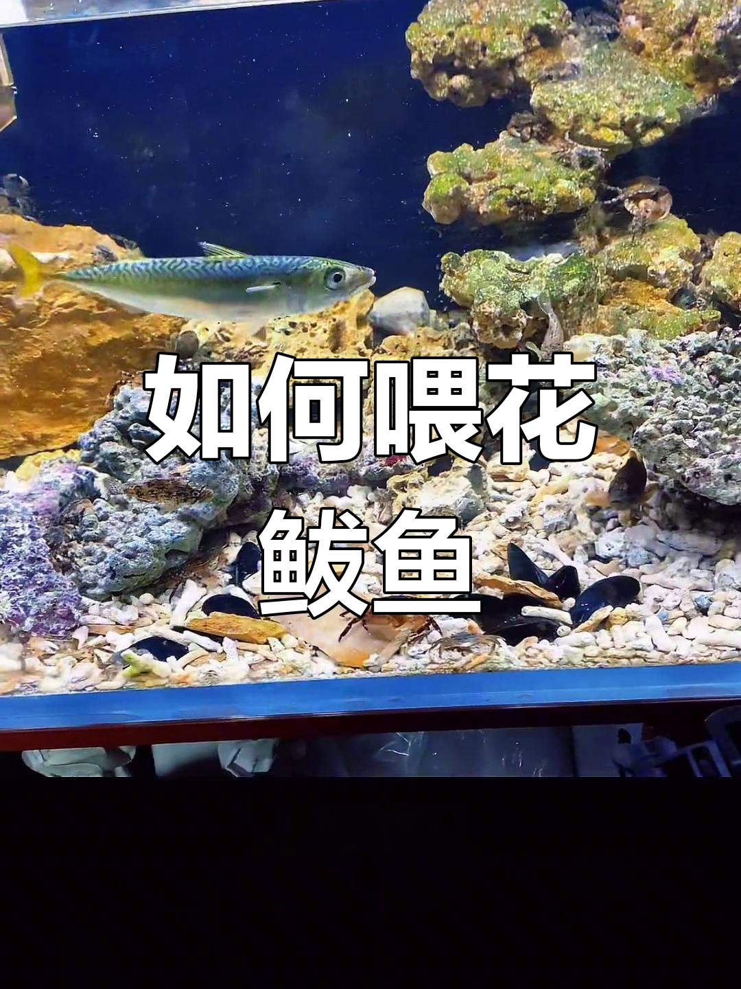 花鲅鱼喂食大作战,虾肉被抢光!