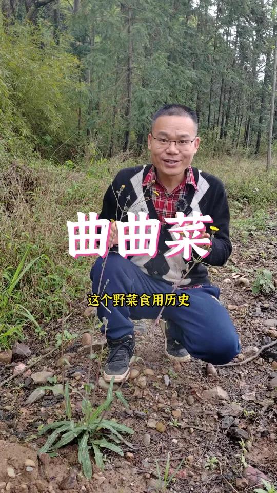 曲曲菜有两千年的食用历史,你们吃过吗?