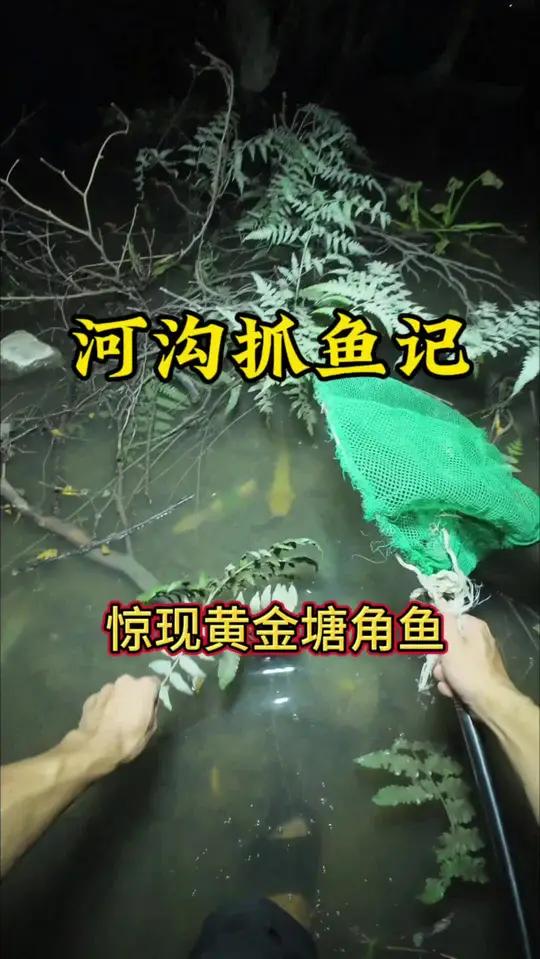 没想到河沟里居然有这么大的黄金塘角鱼