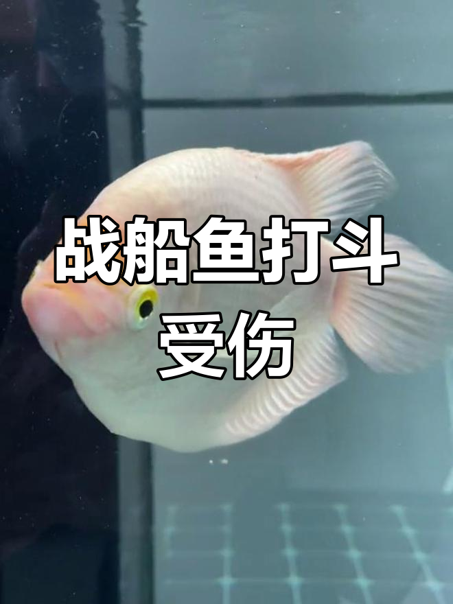 战船鱼强势欺负其他鱼类,龙鱼也被咬伤