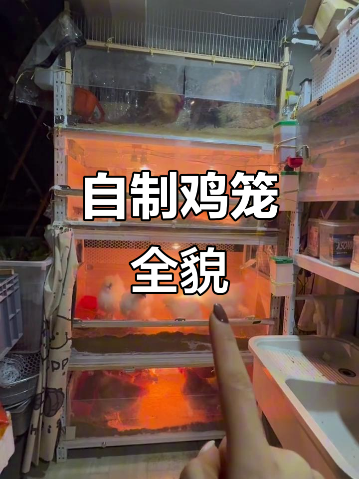 阳台自制鸡笼,空间利用最大化!