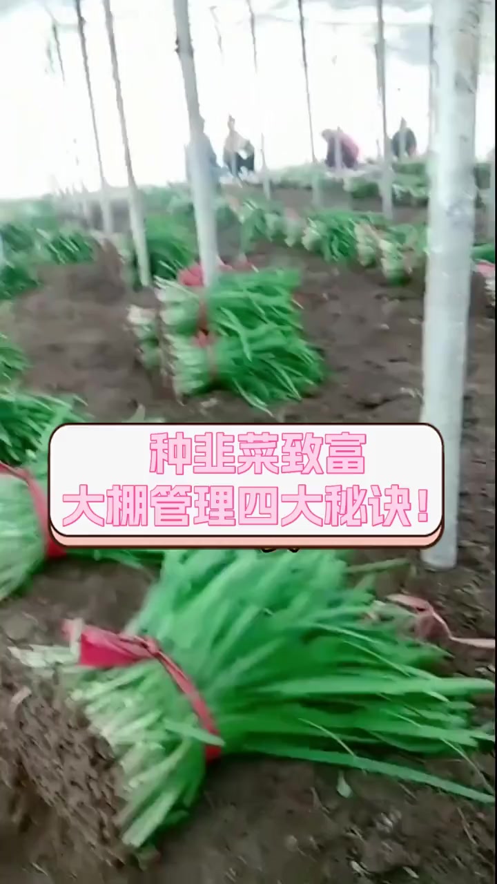 种韭菜致富,大棚管理四大秘诀!