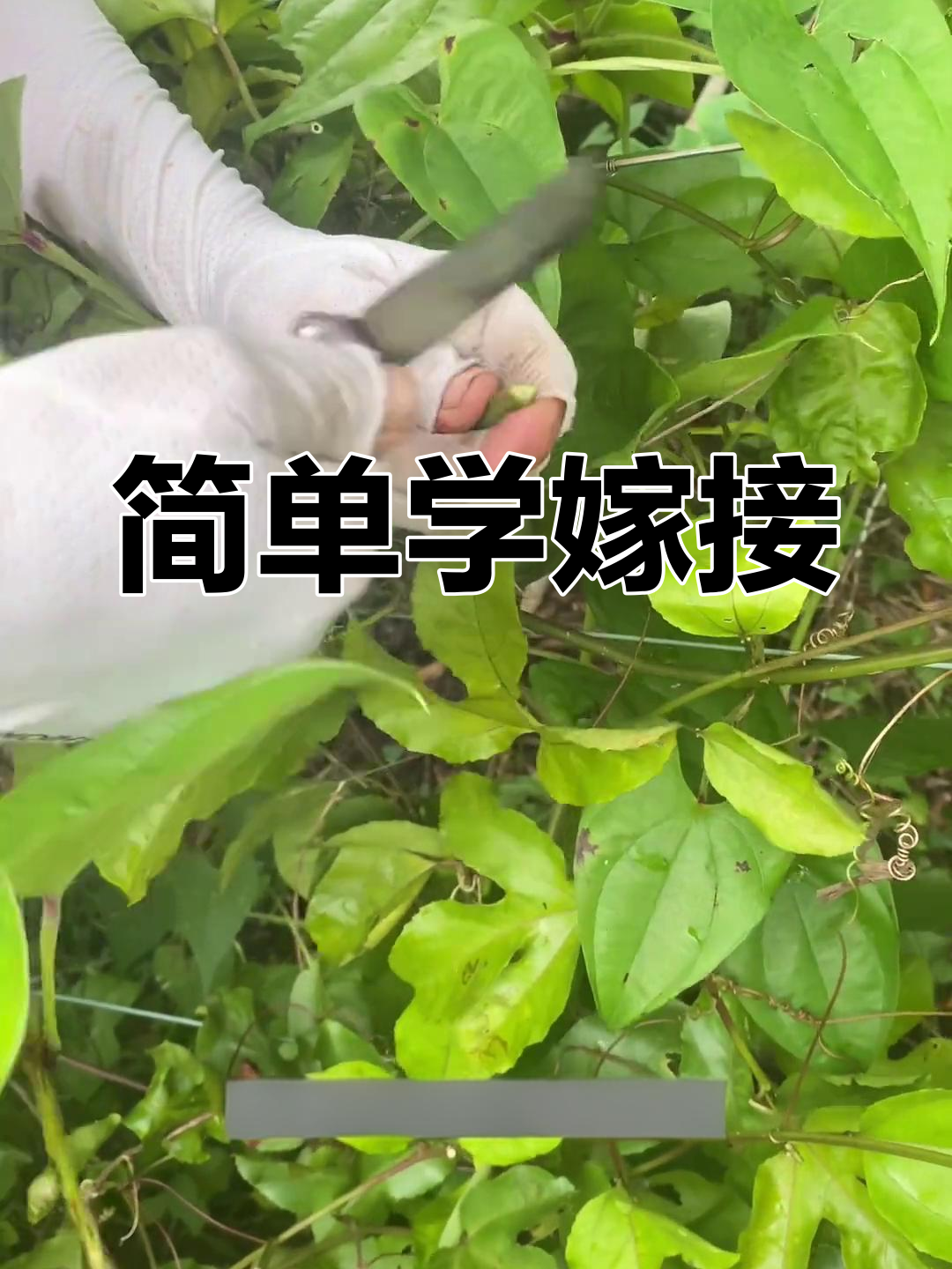 黄金百香果嫁接技巧全解析