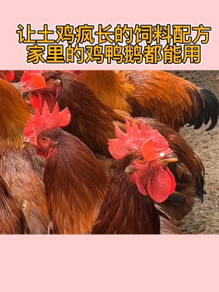 让土鸡疯长的饲料配方,家里的鸡鸭鹅都能用