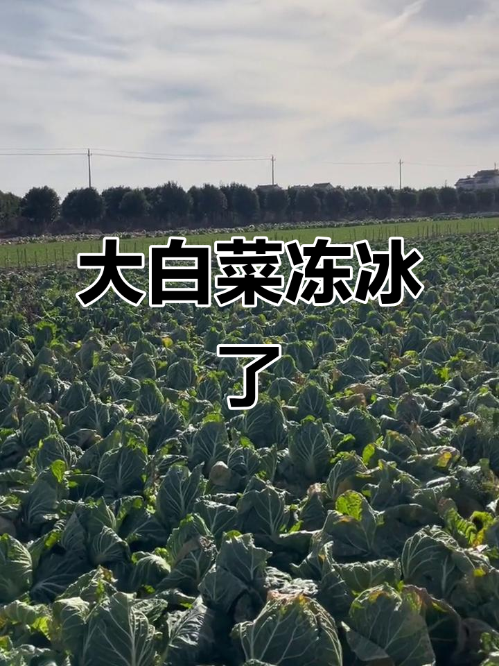 寒潮来袭,东台大白菜田里冰冻一片