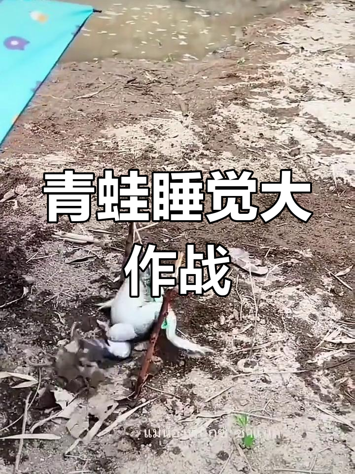 青蛙午休时间,抖音必看搞笑视频!